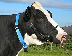 Silent Herdsman collar