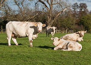 Alwent herd