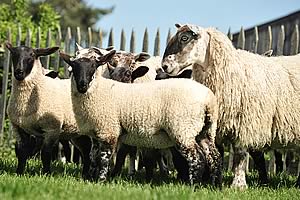 ewes and lambs