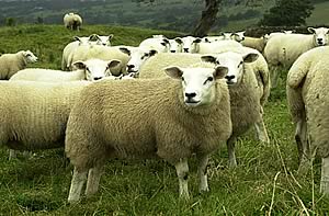 sheep