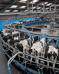 milking parlour