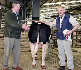 Skipton young bull champion