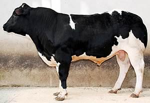 British Blue young bull champion