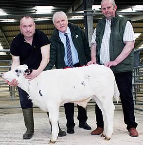 record price British Blue champion calf