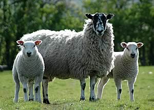 ewe and lambs