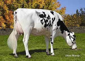 Denmire Goldwyn Marie 102