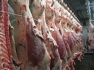 prime beef carcases