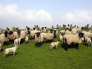 Sheep and Lambs