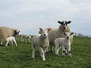 ewes and lambs
