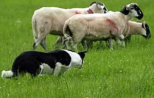 Sheep Dog Trials