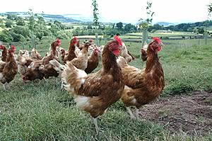 chickens