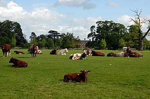 Beef Shorthorn