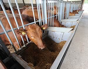 Stabiliser cattle