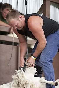 Sheep shearer