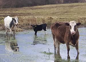 cattle in flood