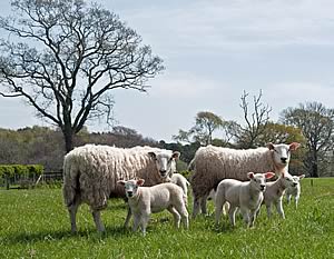 ewes and lambs