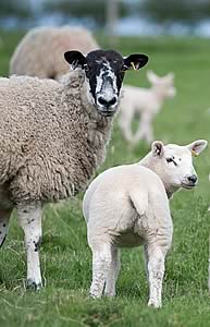 Mule ewe and lamb
