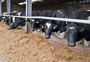 Dairy cattle feeding