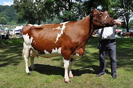 Dairy Shorthorn cow