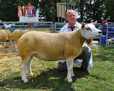 Texel shearling ewe