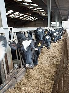 Dunnerdale Holstein heifers