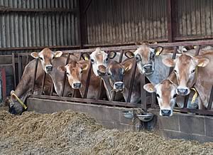 Jersey cows in milk