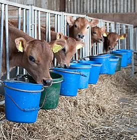 Jersey heifer calves