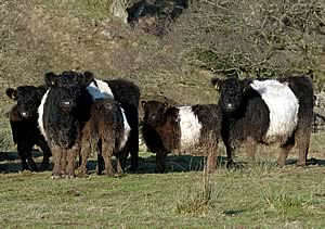 Belted Galloway cows and calves