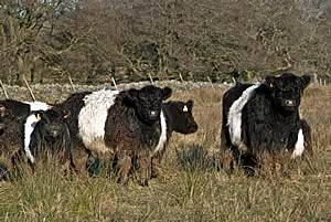 Belted Galloways