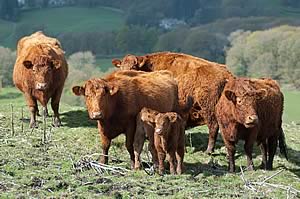 Luing cows and their calves
