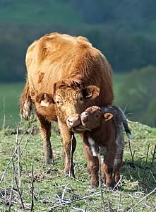 Luing cow