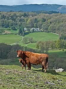 Luing cows and their calves