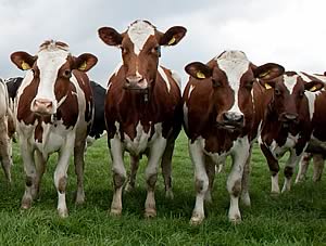 Ayrshire-Holstein