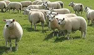 Beltex lambs