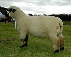 Hampshire Down ram lamb