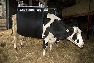 Easy Cow Lift