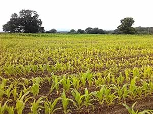Poor maize crop