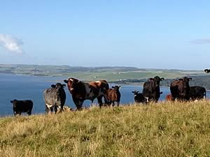 beef shorthorn herd