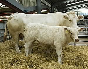 Logan Amber with bull calf Logan Highflyer
