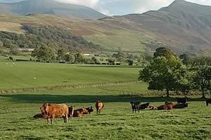 beef cattle in Lake District