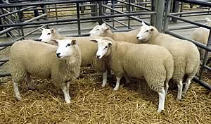 Lleyn ewe lambs