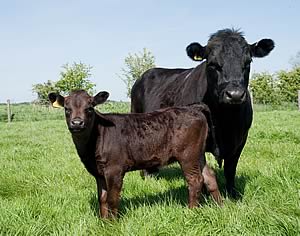 Dexter cow and calf