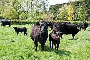 dexter cattle