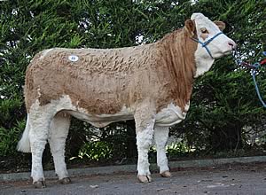 Ranfurly Beauty 5th
