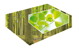 Northern Paper Board