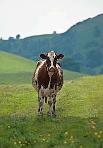 Shorthorn cow