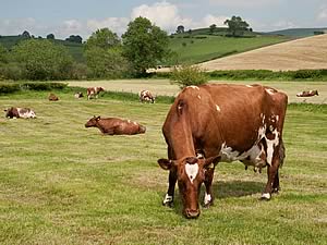 Shorthorns