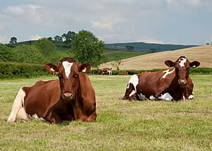 Dairy Shorthorns