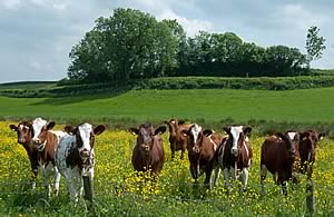 Shorthorn heifers