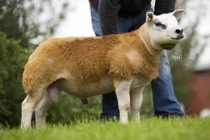 Baltier ram lamb